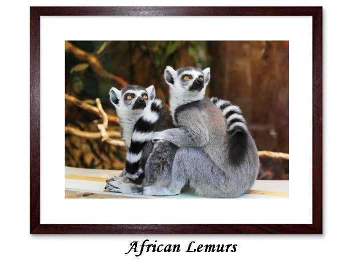 African Lemurs